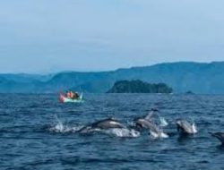 4 Tempat Wisata Pantai di Kabupaten Tanggamus, Nomor 1 Bisa Menyaksikan Lumba Lumba di Alam Liar