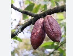 Hasil Panen Merosot, Harga Kakao di Kabupaten Tanggamus Melonjak Tajam