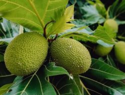 6 Manfaat Buah Sukun Untuk Kesehatan, Salah Satunya Dapat Meningkatkan Kesehatan Jantung