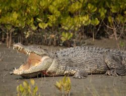 Lagi, Warga Srikuncoro Digigit Buaya saat Mandi di Sungai Way Semaka