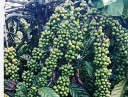 Harga Biji Kopi di Tingkat Petani di Kabupaten Tanggamus, Terus Melonjak