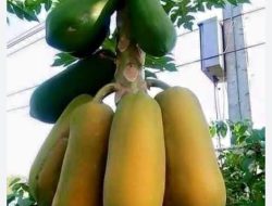 Selain Dapat Melancarkan Pencernaan, Ini 8 Manfaat Buah Pepaya Untuk Kesehatan