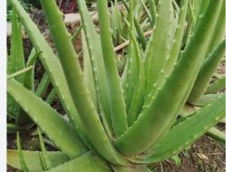 4 Manfaat Lidah Buaya Untuk Kesehatan, Salah Satunya Dapat Menghaluskan Kulit