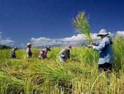Harga Gabah Murah, Hasil Panen Merosot, Petani di Kabupaten Tanggamus Mengeluh
