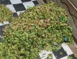 Harga Cengkih di Kabupaten Tanggamus Anjlok, Dari Rp130 Ribu Jadi Rp80 Ribu Per Kg