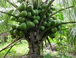 Selain Dapat Membantu Mengatasi Diare, ini 7 Manfaat Akar Kelapa Untuk Kesehatan