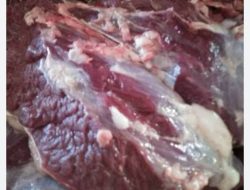 Stok Mencukupi, Harga Daging Sapi di Kabupaten Tanggamus Bertahan Tinggi