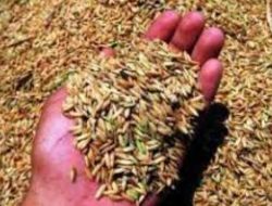 Harga Gabah di Tingkat Petani di Kabupaten Tanggamus Bertahan Tinggi