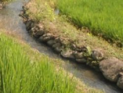 Petani Pekon Sidodadi Harapkan Pembangunan Saluran Irigasi Permanen