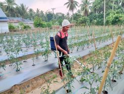 Petani Tanggamus Terbantu dengan Kehadiran Pupuk PT RTJA Gresik