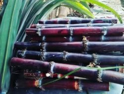 7 Tanaman Pohon Yang di Percaya Mampu Menangkal Santet dan Mengusir Mahluk Halus