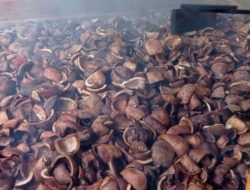 Harga Kopra di Kabupaten Tanggamus Masih bertahan Tinggi