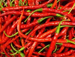 Stok Melimpah, Harga Cabai Merah Terus Mengalami Penurunan Yang cukup signifikan