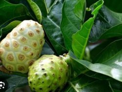 6 Manfaat Buah Mengkudu untuk Kesehatan Tubuh, Mulai Dari Mengobati Diare Hingga Kanker