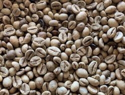 Sempat Melonjak, Harga Biji Kopi di Tingkat Petani di Tanggamus Kembali Turun