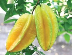 5 Manfaat Buah Belimbing untuk Kesehatan Tubuh, Mulai Dari Menjaga Sistem Pencernaan Hingga Diabetes