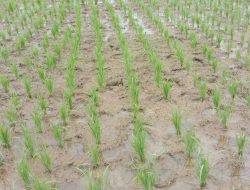 Petani Pekon Kandang Besi Harapkan Pembangunan Irigasi Pengairan Sawah