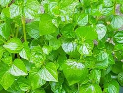 7 Manfaat Daun Sirih Cina untuk Kesehatan Tubuh, Mulai Dari Mengobati Asam Urat Hingga Meredakan Nyeri
