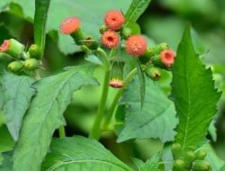 Belum Banyak yang Tahu, Ini 5 Manfaat Daun Sintrong untuk Kesehatan 