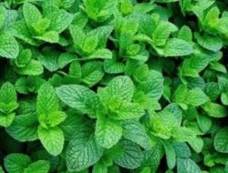 5 Manfaat Daun Mint untuk Kesehatan Tubuh, Salah Satunya Dapat Mengobati Gangguan Pencernaan