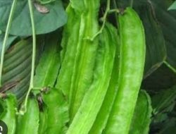 Catat! Ini 5 Manfaat Kecipir untuk Kesehatan Ibu Hamil yang Jarang di Ketahui