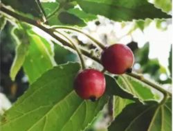 Sering Disepelekan! Ini 5 Manfaat Buah Kersen untuk Kesehatan Tubuh