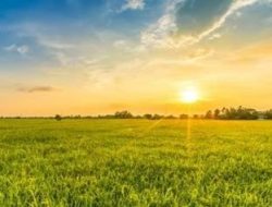 5 Manfaat Sinar Matahari Pagi Bagi Kesehatan Tubuh