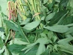 Selain Baik untuk Ibu Hamil, Berikut Manfaat Daun Singkong untuk Kesehatan Tubuh