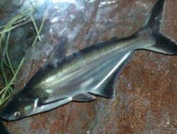 7 Manfaat Ikan Patin untuk Kesehatan Tubuh, Mulai Dari Menjaga Kesehatan Otak Hingga Menguatkan Tulang