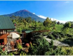 5 Rekomendasi Home Stay Terbaik di Dekat Perkebunan Teh Kayu Aro dan Gunung Kerinci