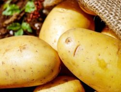 Banyak yang Belum Tahu, Ini 6 Manfaat Kentang untuk Kesehatan Tubuh