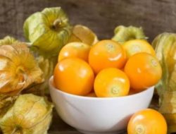 10 Manfaat Ciplukan untuk Kesehatan Tubuh, Mulai Dari Mencegah Kanker Hingga Diabetes