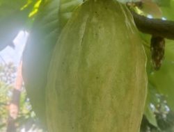 Harga Biji Kakao Kering Tingkat Petani di Tanggamus Melonjak Hingga Mencapai Rp 130 Ribu Per Kilogram