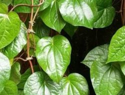 10 Manfaat Daun Sirih untuk Kesehatan Tubuh, Salah Satunya Bisa Mencegah Kanker
