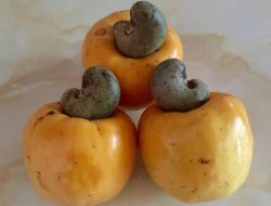 6 Manfaat Buah Jambu Monyet untuk Kesehatan Tubuh, Salah Satunya Bisa Mencegah Kanker
