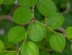 Luar Biasa! Ini 8 Manfaat Daun Bidara untuk Kesehatan Tubuh, Mulai Dari Sembuhkan Luka Hingga Demam