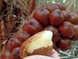 5 Manfaat Buah Salak untuk Kesehatan Tubuh, Salah Satunya Bisa Menurunkan Berat Badan