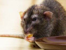 Selain Menggunakan Perangkap dan Racun,Ini 6 Cara Mengusir Tikus di Rumah Dengan Bahan Alami