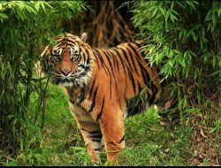 Waspada, Jejak Kaki Harimau Ditemukan di BNS Lampung Barat