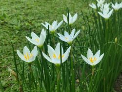 Bunga Lili Hujan, Bentuknya Unik dengan Warna yang Indah