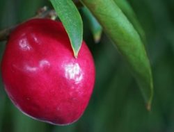 Selain Dapat Mengobati Diabetes, Berikut Manfaat Mahkota Dewa untuk Kesehatan Tubuh