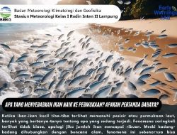 Begini Penjelasan BMKG Lampung,Terkait Fenomena Ikan Loncat ke Darat di Pantai Kotaagung Tanggamus 