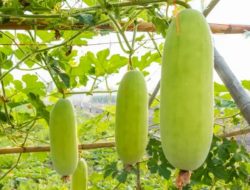 5 Manfaat Buah Kundur untuk Kesehatan Tubuh, Salah Satunya Bisa Mencegah Tukak Lampung