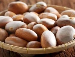 Selain Dapat Menjagah Kesehatan Pencernaan, Berikut Manfaat Biji Nangka untuk Kesahatan Tubuh