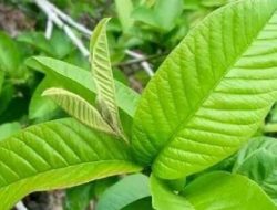 5 Manfaat Daun Jambu Biji untuk Kesehatan Tubuh, Salah Satunya Bisa Mengobati Diare