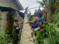 Brakkk! Angin Kencang, Pohon Tumbang Timpa Rumah Warga di Kotaagung Timur