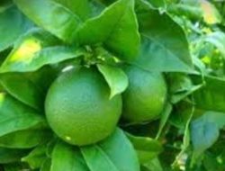 Selain Meredakan Flu dan Batuk, Ini 6 Manfaat Daun Jeruk Nipis untuk Kesehatan Tubuh