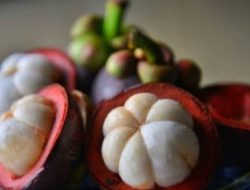 9 Manfaat Kulit Manggis untuk Kesehatan Tubuh, Salah Satunya Bisa Mencegah Kanker