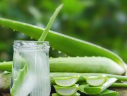 7 Manfaat Lidah Buaya untuk Kecantikan dan Kesehatan yang Wajib Diketahui