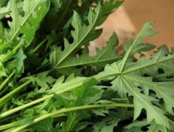 Selain Dapat Mengurangi Nyeri Haid, ini 7 Manfaat Daun Pepaya untuk Kesehatan Tubuh
